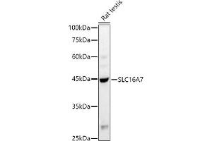 Western blot analysis of extracts of Rat testis, using (ABIN6134859, ABIN6147861, ABIN6147862 and ABIN6215999) at 1:1000 dilution. (SLC16A7 antibody  (C-Term))