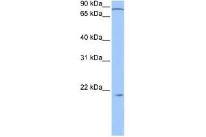 ARPC3 antibody used at 0. (ARPC3 antibody  (N-Term))