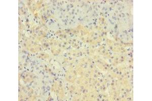 Immunohistochemistry of paraffin-embedded human adrenal gland tissue using ABIN7172672 at dilution of 1:100 (TAF12 antibody  (AA 1-161))
