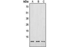 Western blot analysis of Neuromedin B expression in HEK293T (A), Raw264. (Neuromedin B antibody  (N-Term))
