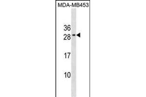 BCL2 Antibody (Center) (ABIN1881107 and ABIN2838645) western blot analysis in MDA-M cell line lysates (35 μg/lane). (Bcl-2 antibody  (AA 144-171))