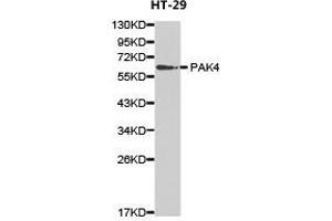 Western Blotting (WB) image for anti-P21-Activated Kinase 4 (PAK4) antibody (ABIN1874028)