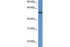 Image no. 1 for anti-Proto-oncogene tyrosine-protein kinase Src (Src) (AA 36-85) antibody (ABIN6742277)