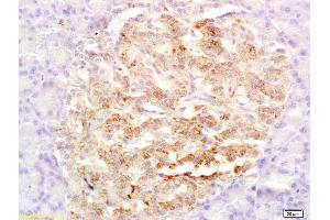 GLP-2 antibody  (AA 146-178)