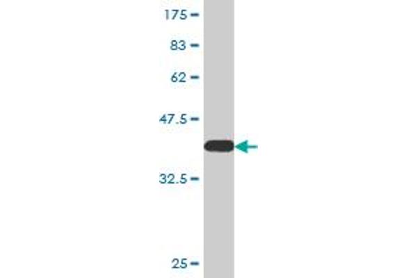 ZNF181 antibody  (AA 354-461)