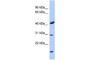 Western Blotting (WB) image for anti-Cytochrome C Oxidase Assembly Homolog 18 (COX18) antibody (ABIN2459950)