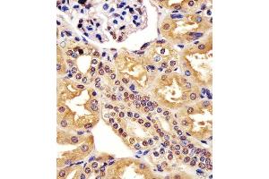 (ABIN6243754 and ABIN6578197) staining ML2 in hun kidney tissue sections by Immunohistochemistry (IHC-P - paraforldehyde-fixed, paraffin-embedded sections). (MAML2 antibody  (AA 780-814))
