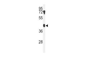 Western blot analysis of B4GALT2 Antibody (C-term) (ABIN653427 and ABIN2842871) in mouse testis tissue lysates (35 μg/lane). (B4GALT2 antibody  (C-Term))