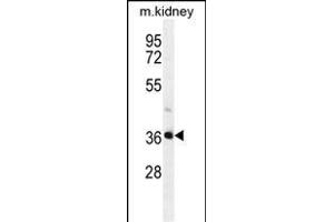 PIH1D2 Antibody (C-term) (ABIN655237 and ABIN2844841) western blot analysis in mouse kidney tissue lysates (35 μg/lane). (PIH1D2 antibody  (C-Term))