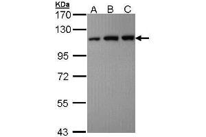 WB Image Sample (30 ug of whole cell lysate) A: Hela B: Hep G2 , C: Molt-4 , 7. (USO1 antibody  (C-Term))