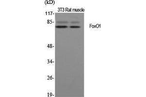 Western Blot (WB) analysis of specific cells using FoxO1 Polyclonal Antibody. (FOXO1 antibody  (Ser38))