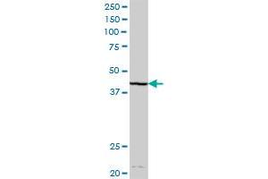 DHDH MaxPab polyclonal antibody. (DHDH antibody  (AA 1-334))