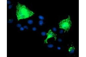 Anti-PVRL1 mouse monoclonal antibody (ABIN2455008) immunofluorescent staining of COS7 cells transiently transfected by pCMV6-ENTRY PVRL1 (RC211214). (PVRL1 antibody)