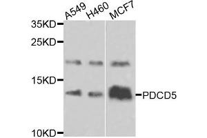 Western blot analysis of extracts of various cells, using PDCD5 antibody.