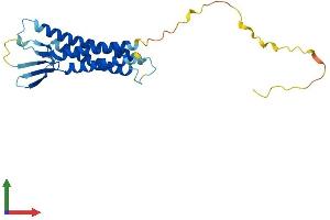 AlphaFold protein structure predicition of Human Recombinant CLDN14 Protein, UniprotID O95500