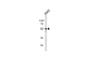 Western blot analysis of lysates from K562 cell line ,using Thrombin Receptor Antibody (ABIN484035 and ABIN1533416). (PAR1 antibody)