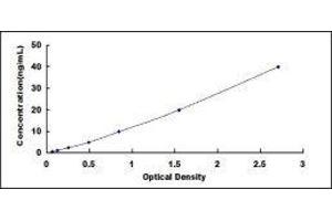 ELISA image for Pro-Atrial Natriuretic Peptide (PRO-ANP) ELISA Kit (ABIN431540)