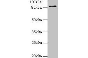 Western blot All lanes: RNF10 antibody at 4 μg/mL + Mouse brain tissue Secondary Goat polyclonal to rabbit IgG at 1/10000 dilution Predicted band size: 90, 91 kDa Observed band size: 90 kDa (RING1 antibody  (AA 401-630))