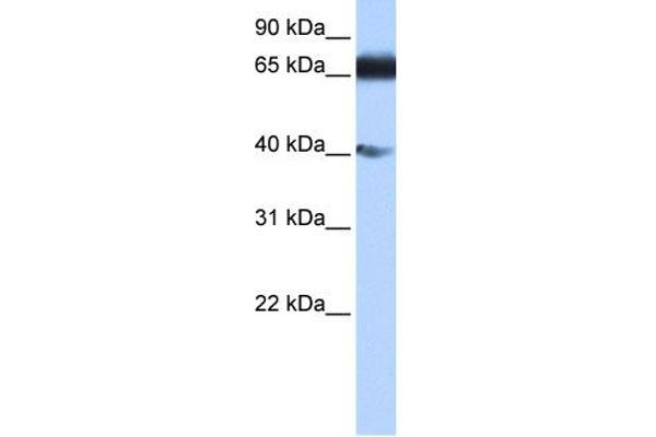 ZNF879 antibody  (N-Term)