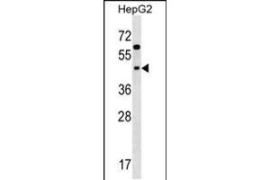 Western blot analysis in HepG2 cell line lysates (35ug/lane). (SIGLEC9 antibody  (N-Term))