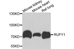 Western blot analysis of extracts of various cells, using RUFY1 antibody.