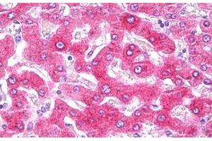 Anti-CRP antibody IHC staining of human liver. (CRP antibody)