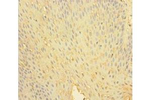 Immunohistochemistry of paraffin-embedded human tonsil tissue using ABIN7174116 at dilution of 1:100 (SHP1 antibody  (Isoform 2))