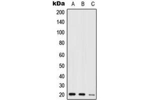 Western blot analysis of NIP7 expression in HEK293T (A), mouse kidney (B), H9C2 (C) whole cell lysates. (NIP7 antibody  (C-Term))