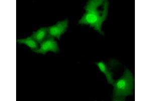 Immunofluorescence (IF) image for anti-E3 SUMO-Protein Ligase NSE2 (NSMCE2) antibody (ABIN1499529) (NSMCE2 antibody)