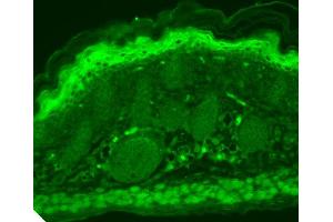 Immunohistochemistry analysis using Mouse Anti-TrpV3 Monoclonal Antibody, Clone S15-4 . (TRPV3 antibody  (AA 774-791) (Atto 390))