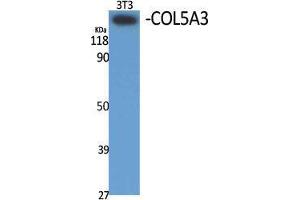 Western Blot (WB) analysis of specific cells using COL5A3 Polyclonal Antibody. (COL5A3 antibody  (N-Term))