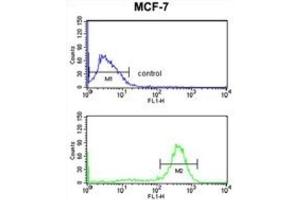 Flow Cytometry (FACS) image for anti-Chondroitin Polymerizing Factor (CHPF) antibody (ABIN3004012) (CHPF antibody)