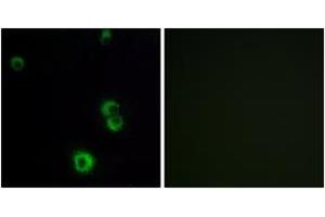Immunofluorescence analysis of MCF7 cells, using F2RL2 Antibody. (F2RL2 antibody  (AA 38-87))