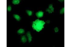 Image no. 3 for anti-Baculoviral IAP Repeat-Containing 5 (BIRC5) antibody (ABIN1501245) (Survivin antibody)