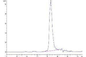 The purity of Biotinylated Human DLL3 is greater than 95 % as determined by SEC-HPLC. (DLL3 Protein (AA 27-490) (His tag,Biotin))