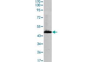 Western blot analysis using HAS1 monoclonal antibody, clone 3E10  against recombinant protein of human HAS1 (aa 70-243) .