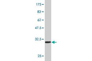 Western Blot detection against Immunogen (34. (SMAD5 antibody  (AA 105-182))