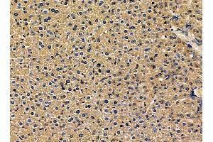 ABIN7095380 and ABIN7099437 at 1/100 staining mouse liver tissue by IHC-P. (VKORC1L1 antibody)