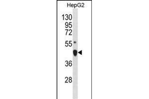 LHX4 Antibody (Center) (ABIN1881496 and ABIN2838621) western blot analysis in HepG2 cell line lysates (35 μg/lane).