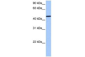 WB Suggested Anti-SAMD14 Antibody Titration: 0. (SAMD14 antibody  (N-Term))