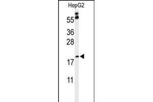 Western blot analysis of PX Antibody (Center) (ABIN653829 and ABIN2843096) in HepG2 cell line lysates (35 μg/lane).