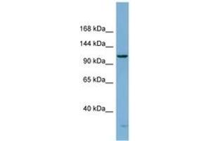 Image no. 1 for anti-DEAH (Asp-Glu-Ala-His) Box Polypeptide 15 (DHX15) (AA 107-156) antibody (ABIN6741862)