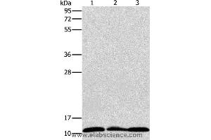 Western blot analysis of Jurkat, K562 and Raji cell, using RPS27 Polyclonal Antibody at dilution of 1:350