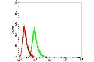 Flow cytometric analysis of Hela cells using Rab6b mouse mAb (green) and negative control (red). (RAB6B antibody  (AA 95-208))
