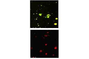 Immunofluorescence Microscopy of Rabbit Anti-beta Amyloid pyro E3 antibody. (APP antibody  (N-Term))