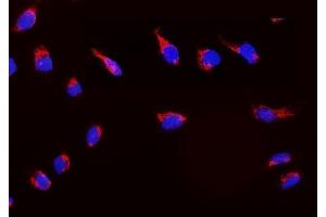 IF analysis of Peroxiredoxin 3 using anti-Peroxiredoxin 3 antibody (ABIN3043904). (Peroxiredoxin 3 antibody  (AA 110-256))