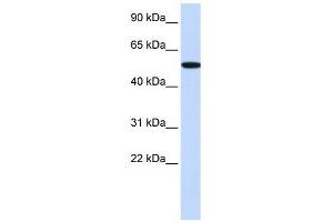 RIPK2 antibody (70R-10459) used at 0.