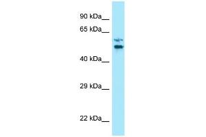 WB Suggested Anti-LTV1 Antibody Titration: 1.