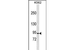 CLCN5 Antibody (N-term) (ABIN1881207 and ABIN2838919) western blot analysis in K562 cell line lysates (35 μg/lane).