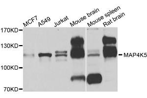 Western blot analysis of extracts of various cells, using MAP4K5 antibody. (MAP4K5 antibody)
